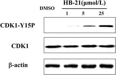 Corrigendum: Dual-specificity phosphatase CDC25B was inhibited by natural product HB-21 through covalently binding to the active site